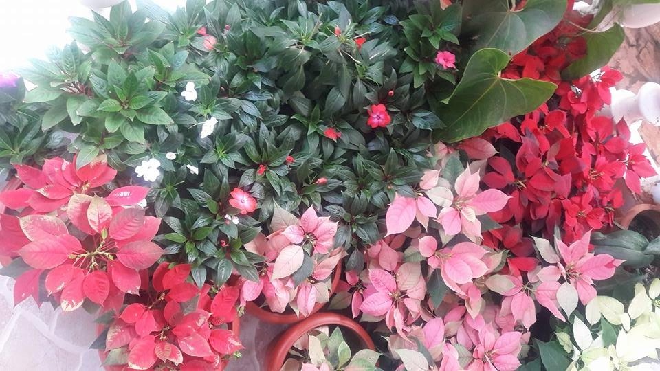 Maua and More Kensington Shopping Boulevard, Kensington Luxury Heights Kyanja, Kampala, Uganda, Gardeners, Gardens, Kampala Uganda Gardening and Landscaping, Home Decor, Interior & Exterior Design, Herbs, Flowers, Flower Pots Kampala Uganda, Ugabox